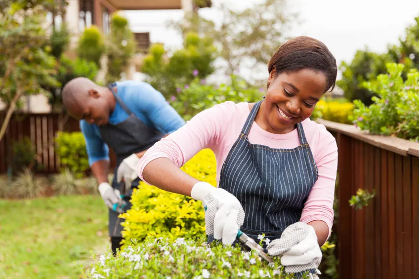 An image of a smiling woman trimming a plant to illustrate health benefits of gardening
